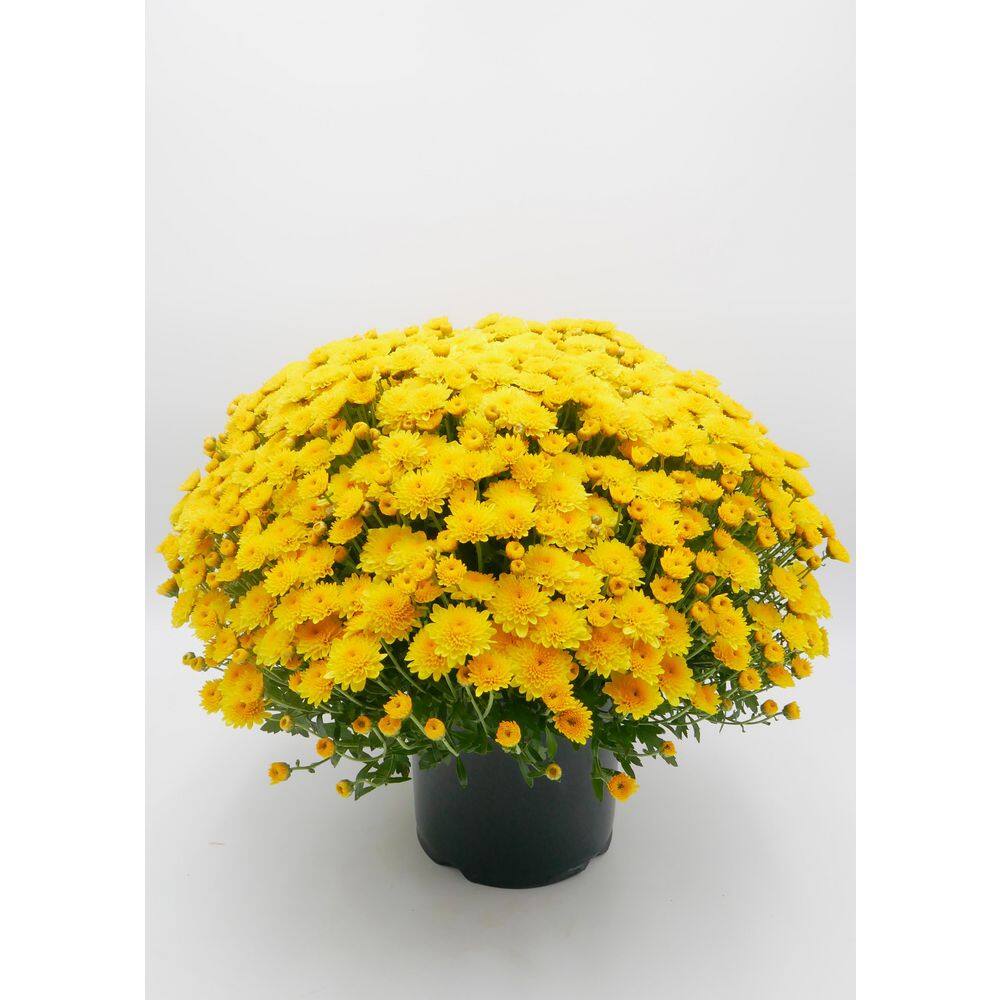 BELL NURSERY 3 Qt. Yellow Chrysanthemum Annual Live Plant with Yellow Flowers in 8 in. Grower Pot (2-Pack) CHMUM8YEL2PK