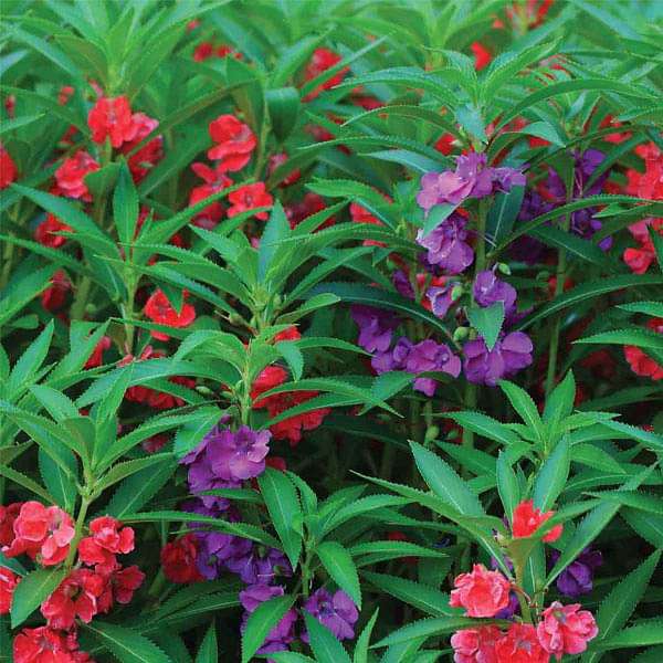 Balsam Tom Thumb Mixed Color - Flower Seeds