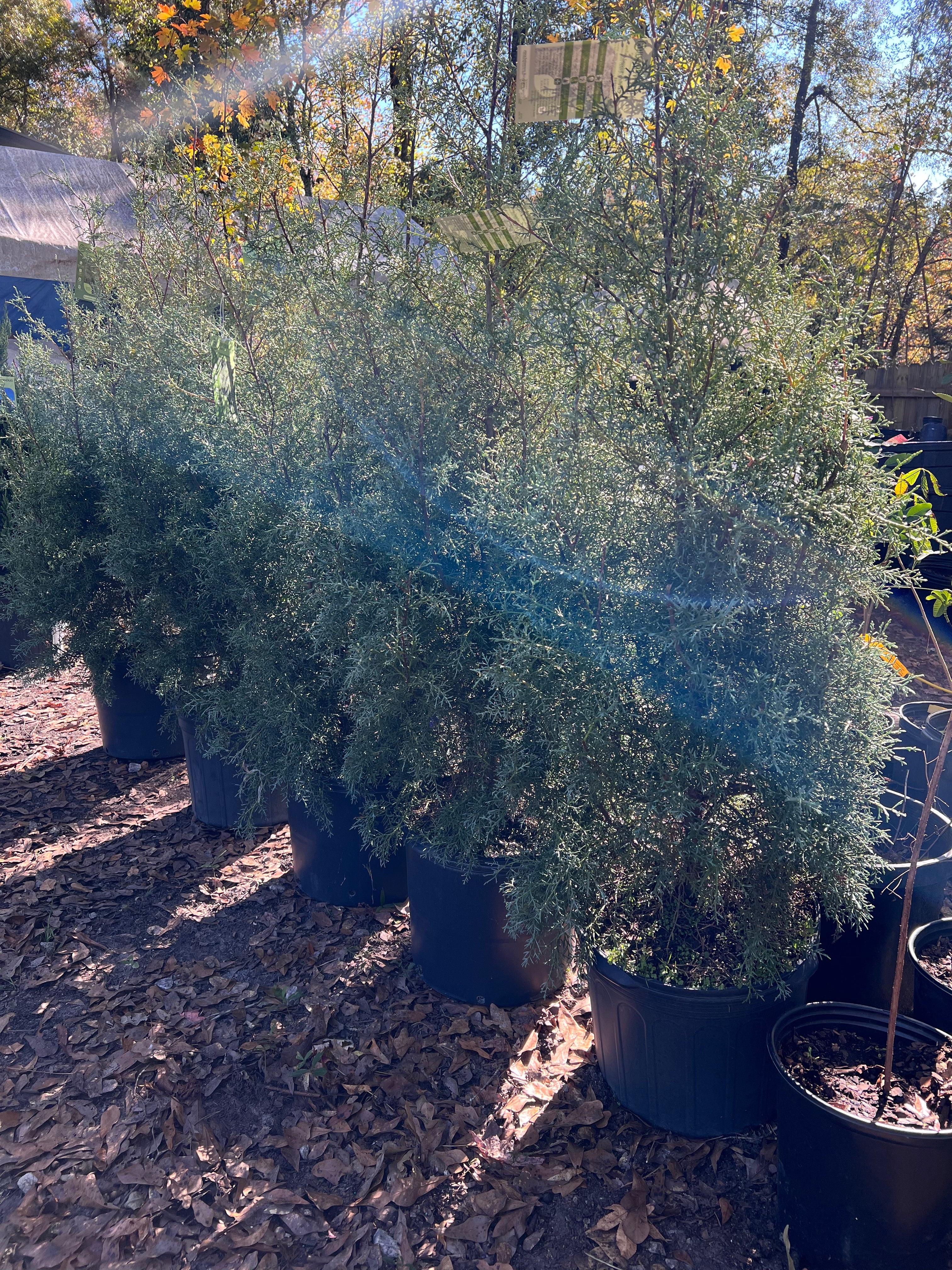 Carolina Sapphire Cypress