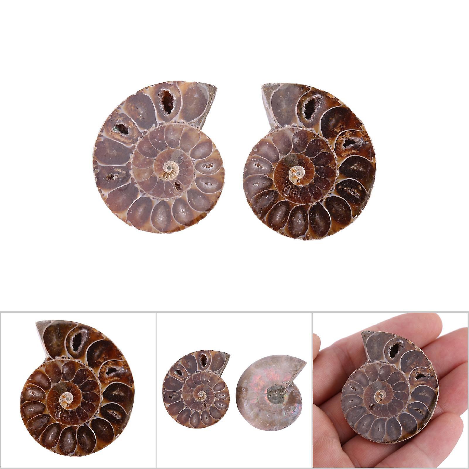 2pcs Ammonite Fossil Specimen Shell Madagascar Natural Stones And Minerals(4cm)