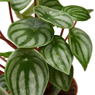 Peperomia Watermelon (Peperomia argyreia) Plant in 4 in. Grower Pot 4_PEPEROMIA_WATERMELON