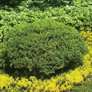 FLOWERWOOD 2.5 Gal - Japonica Wintergreen Boxwood Shrub 06173FL