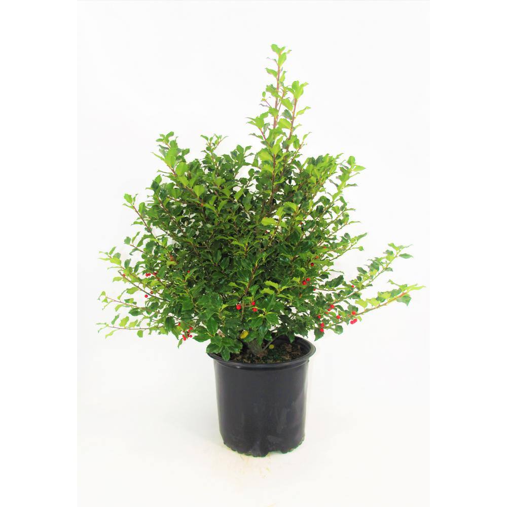 BELL NURSERY 3 Gal. Blue Princess Holly (Ilex) Evergreen Flowering Live Shrub with White Flowers ILEXM3BLU1PK
