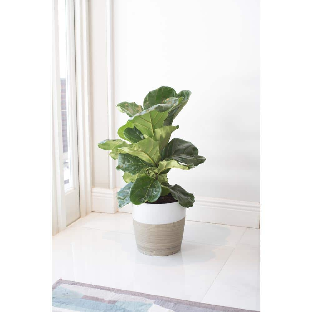 Costa Farms Fiddle Leaf Fig Indoor Plant in 10 in. Black Grower Pot Avg. Shipping Height 1-2 ft. Tall 10PAN