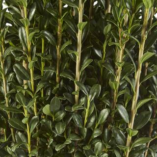 3 Gal. Sky Pencil Holly Shrub 14825