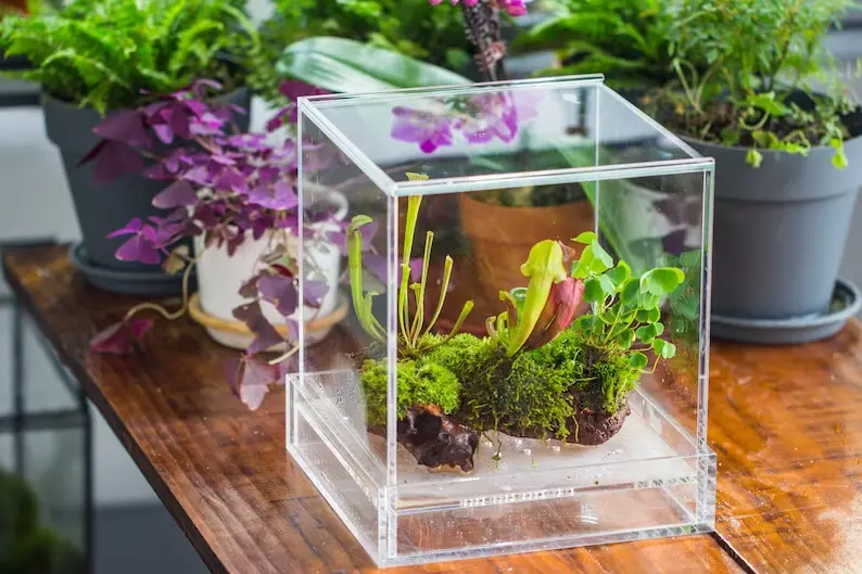 plant terrariums for kids live plants for terrariums decorations Glass For Restaurant