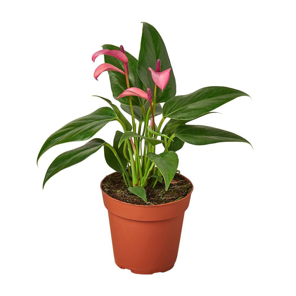 Purple (Anthurium) Plant in 4 in. Grower Pot 4_ANTHURIUM_PURPLE