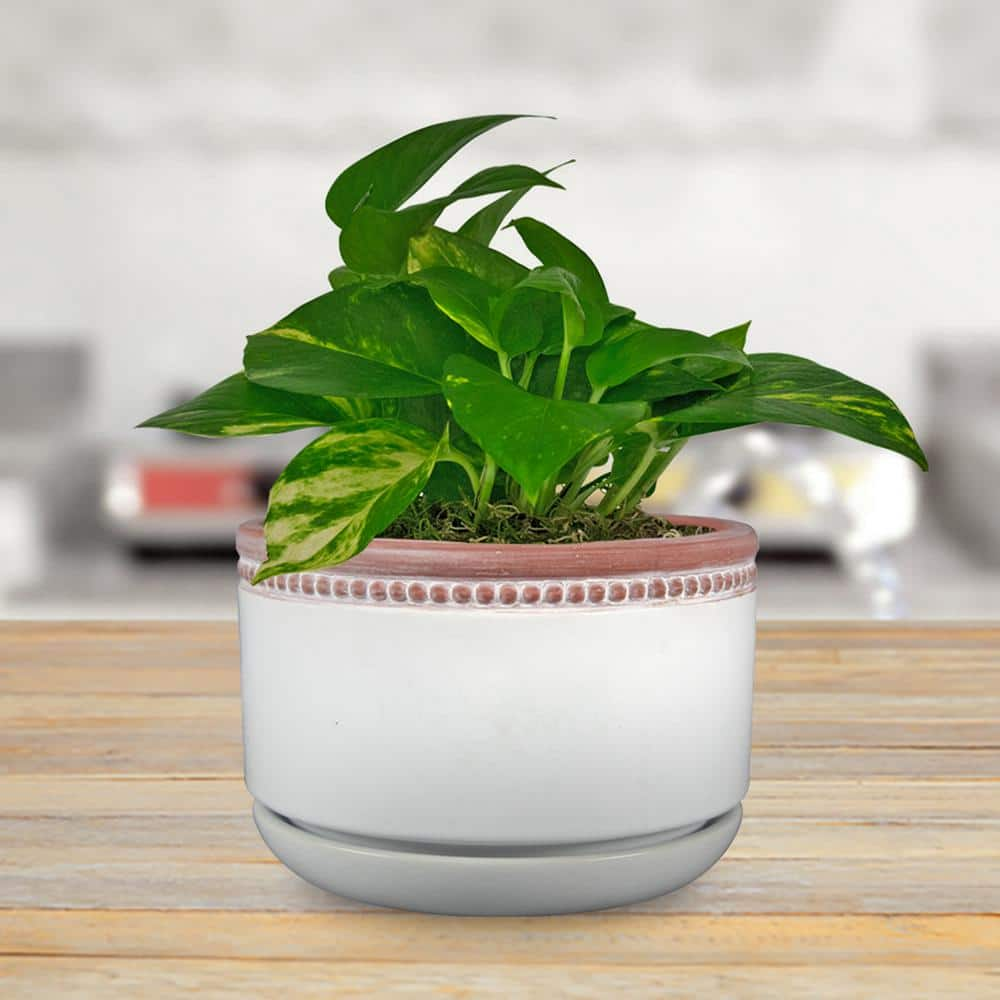 Trendspot 6 in. Ada White Ceramic Planter CR00724S-060W2