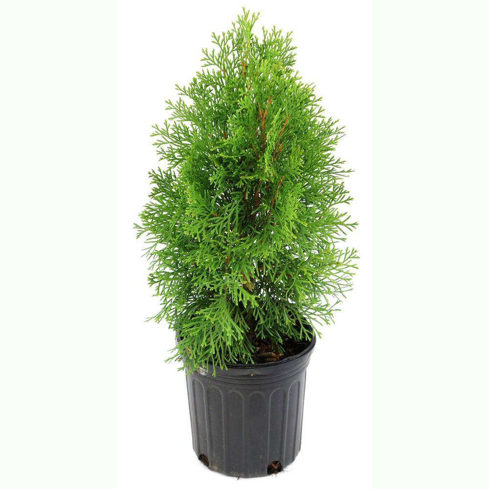national PLANT NETWORK 2.5 qt. Arborvitae Green Giant Shrub HD7136