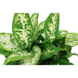 Vigoro Dieffenbachia Indoor Plant in 6 in. White Ribbed Plastic Decor Planter Avg. Shipping Height 1-2 ft. Tall (2-Pack) CO.DIEF.3.VI.WH