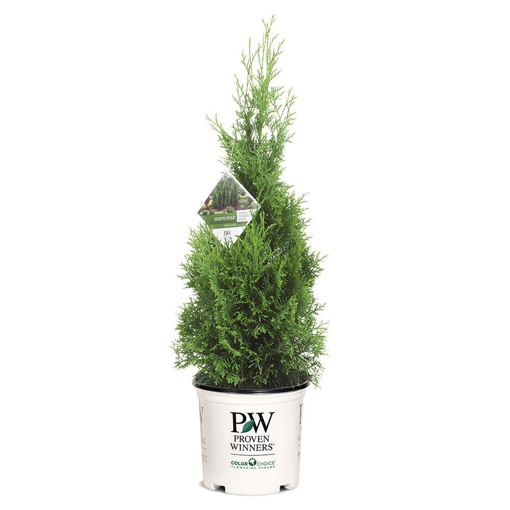 PROVEN WINNERS 2 Gal. Arborvitae North Pole Evergreen Shrub 17541