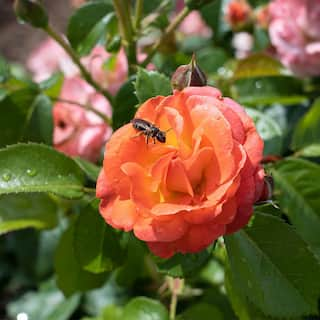 KNOCK OUT 1 Gal. Orange Glow Knock Out Rose Bush with Orange Flowers 17626