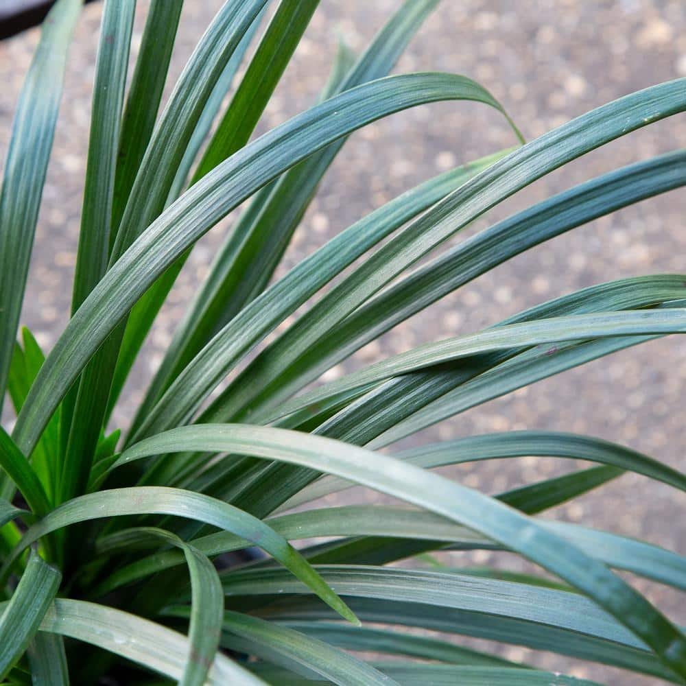 FLOWERWOOD 2.5 Qt. Super Blue Lily Turf (Liriope) Grass with Violet Purple Flower Spikes in Summer 4013Q