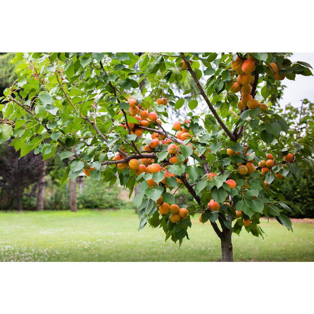 Online Orchards 3 ft. Blenheim Apricot Bare Root Tree with Renowned Excellent Flavor FTAC202