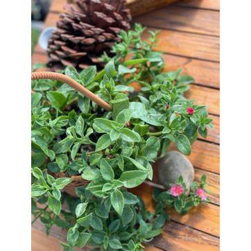Red Aptenia Cordifolia Herb Plant (1-Pack) Herbs-1