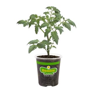 Bonnie Plants 19 oz. Black Prince Heirloom Tomato Plant 0258