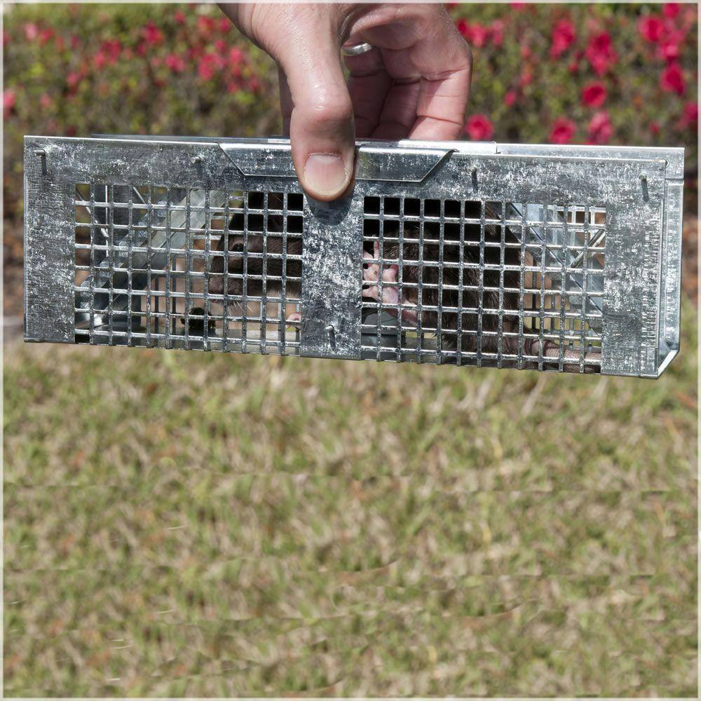 Havahart X-Small 2-Door Professional Live Animal Cage Trap for Mice Rat and Vole 1020