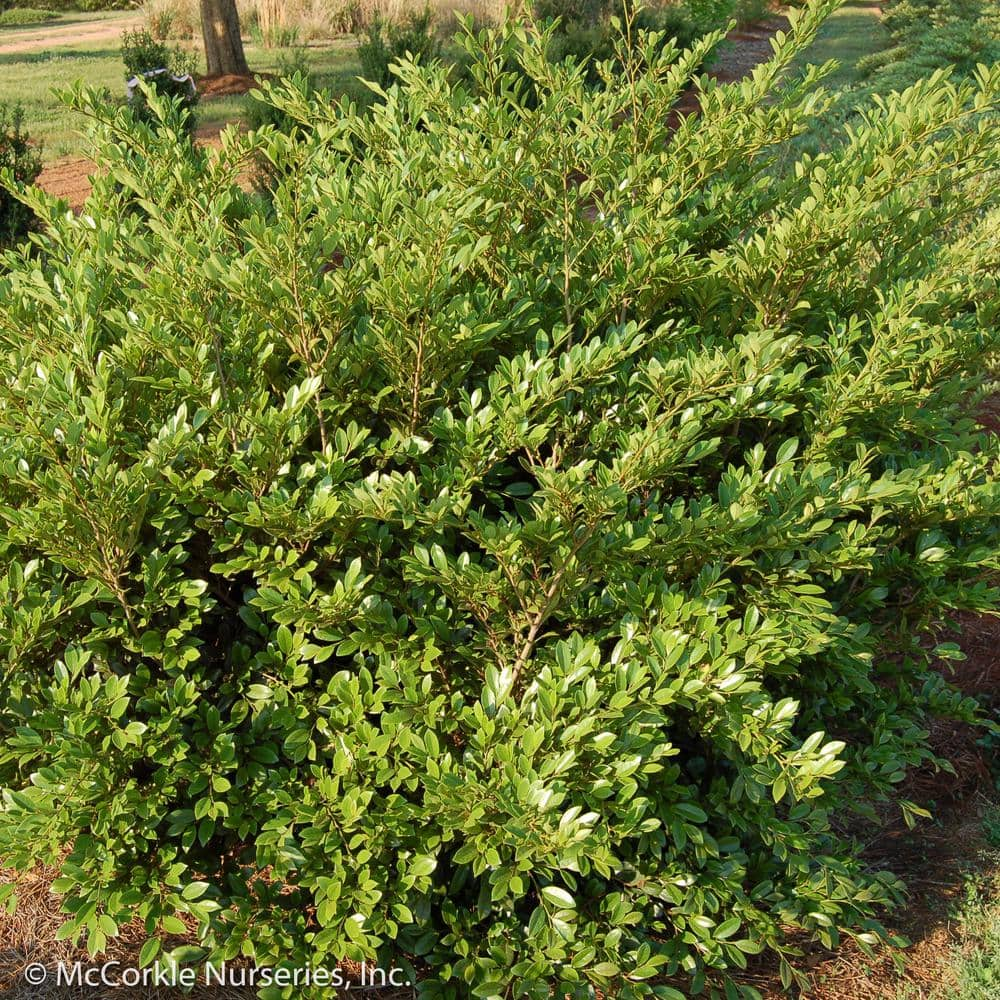 Vigoro 3 Gal. Emerald Heights Distylium Evergreen Shrub with Glossy Green Foliage and Upright Habit 10882