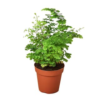 Maidenhair Fern (Adiantum) Plant in 4 in. Grower Pot 4_FERN_MAIDENHAIR