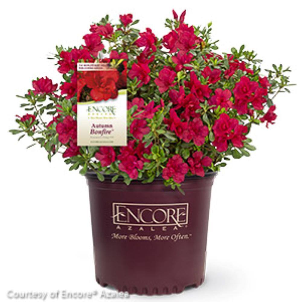 ENCORE AZALEA Azalea Encore Autumn Bonfire 3 Gal. Azalea Shrub with True Red Reblooming Flowers 10170