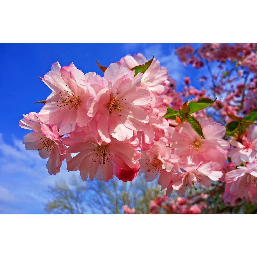 Online Orchards 3 ft. Amanogawa Cherry Blossom Tree with Narrow Columnar Growth and Profuse Pale Pink Flowers FLCH209