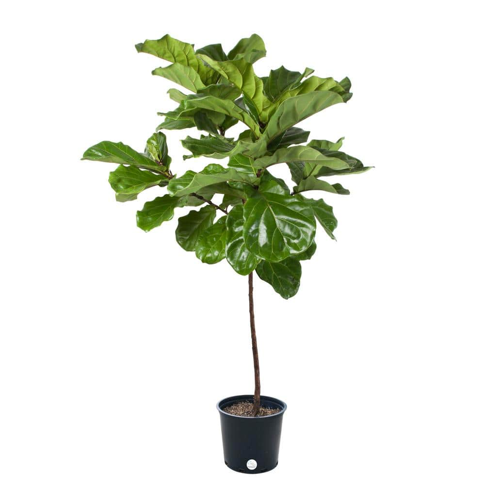 Costa Farms 14 in. Ficus Lyrata Std Plant FLC14