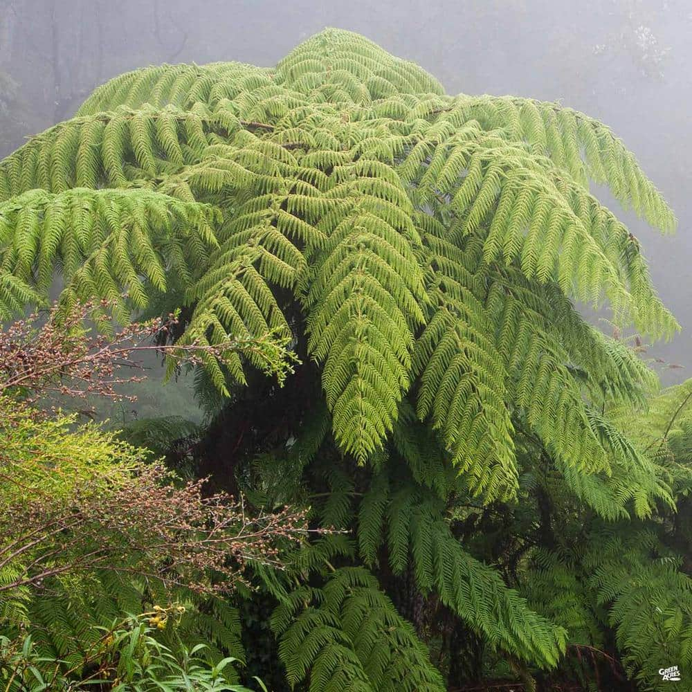 Wekiva Foliage Australian Tree Fern - Live Plant in a 10 in. Growers Pot - Sphaeropteris Cooperi - Tropical Fern for The Home and Gard VJ-071F-X3EL