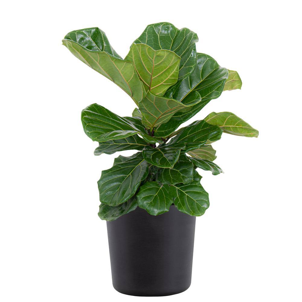 United Nursery Fiddle Leaf Fig Ficus Lyrata Bush Live Indoor Outdoor Plant in 10 inch Premium Sustainable Ecopots Dark Grey Pot FLYRATA10DG