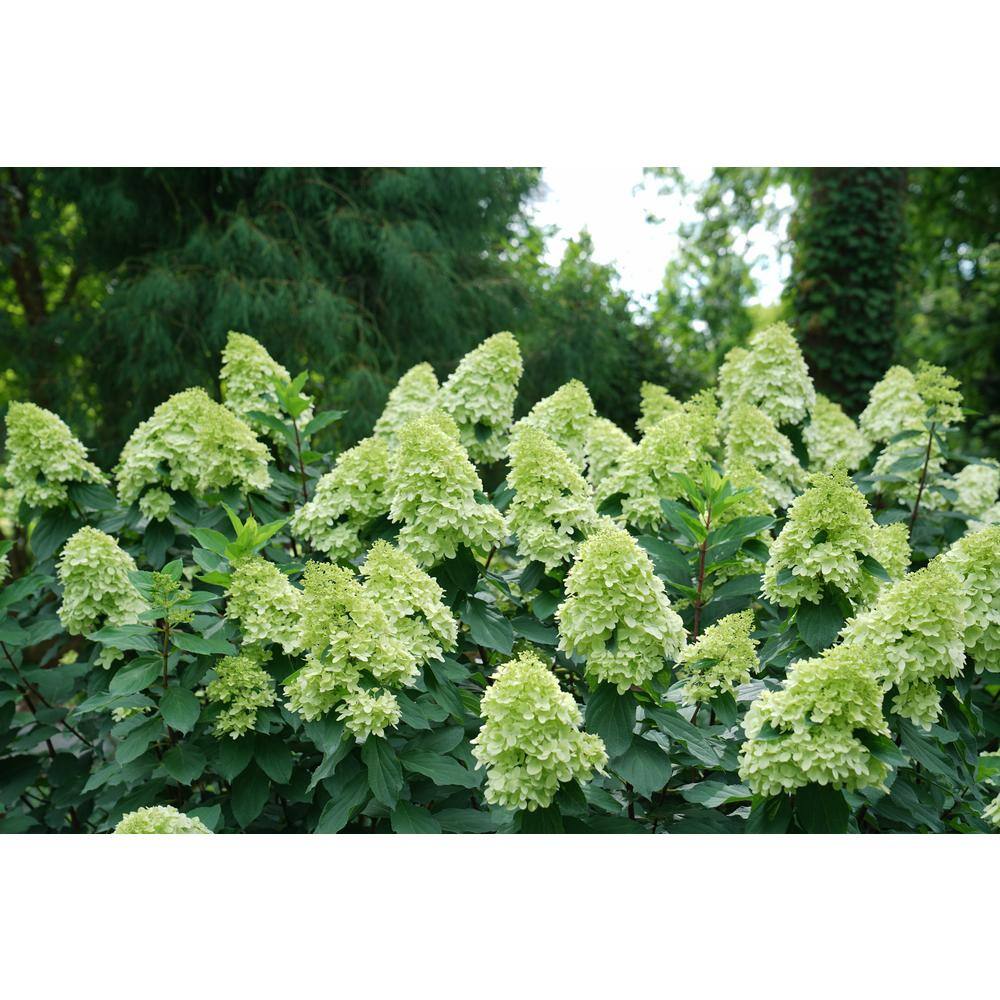 PROVEN WINNERS 1 Gal. Limelight 'Prime' Hydrangea (Arborescens) Live Plant Green and Pink Flowers HYDPRC1196101