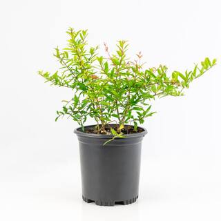 national PLANT NETWORK 2.5 Qt. Dwarf Pomegranate Punica Granatum Plant With Orange Blooms in Grower Pot HD7225