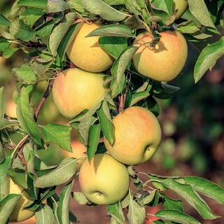 Spring Hill Nurseries Transparent Yellow Apple Live Potted Deciduous Standard Fruiting Tree (1-Pack) 92348