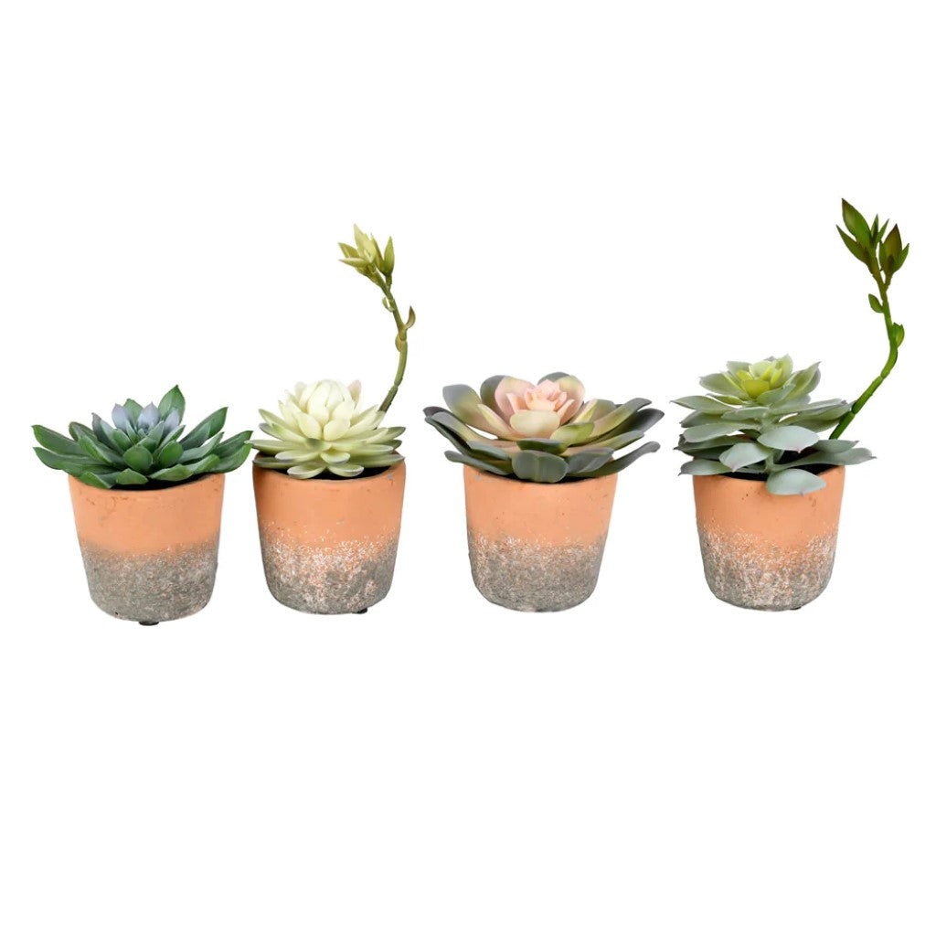 Green Succulents in Pot Set of 4 Assorted