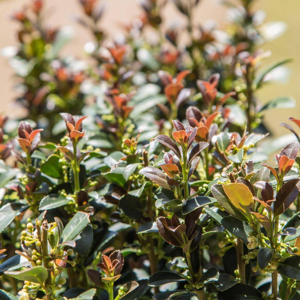 SOUTHERN LIVING 2 Gal. 'Red Sky' Pencil Holly Narrow Ilex Shrub with a vertical Growth Habit and Red Hued New Foliage 31192SL