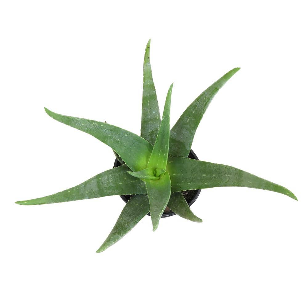 SMART PLANET 1G Single Aloe Vera in Nursery Pot 0872599