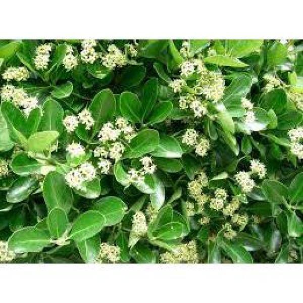 Online Orchards 1 Gal. Evergreen Wintercreeper Euonymus Shrub Evergreen Glossy and Lustrous Leaves also Drought and Cold Tolerant SBEU002