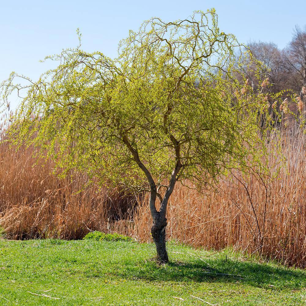 5 ft. to 6 ft. Tall Corkscrew Willow Tree Fully Rooted in 5 Gal. Grower's Pot Unique Curly Foliage THD00602