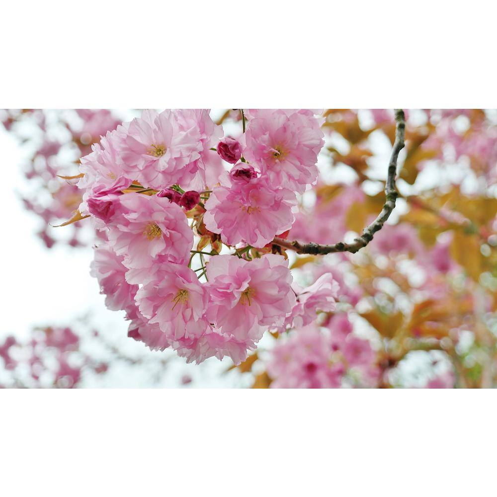 Online Orchards 3 ft. Shogetsu Cherry Blossom Tree with Elegant Multi-Petal Flowers FLCH207