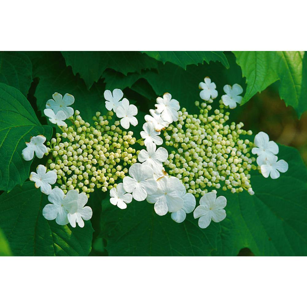 Online Orchards 1 Gal. Summer Snowflake Viburnum Shrub Showy Halos of Pure White Blossoms Throughout Summer SBVB001