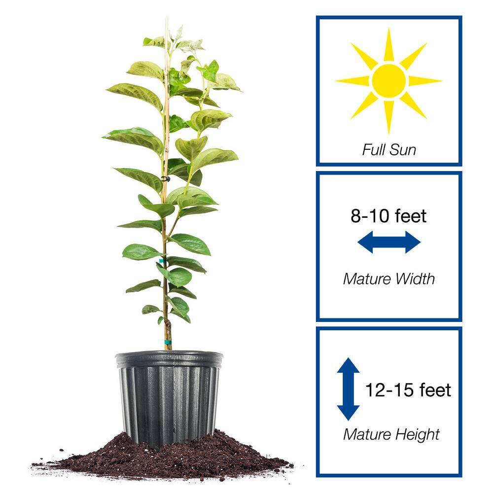 Perfect Plants Tanenashi Persimmon Tree 3 gal. Growers Pot Fruit Bearing Persimmon Tree THD-TanenashiPer-3G