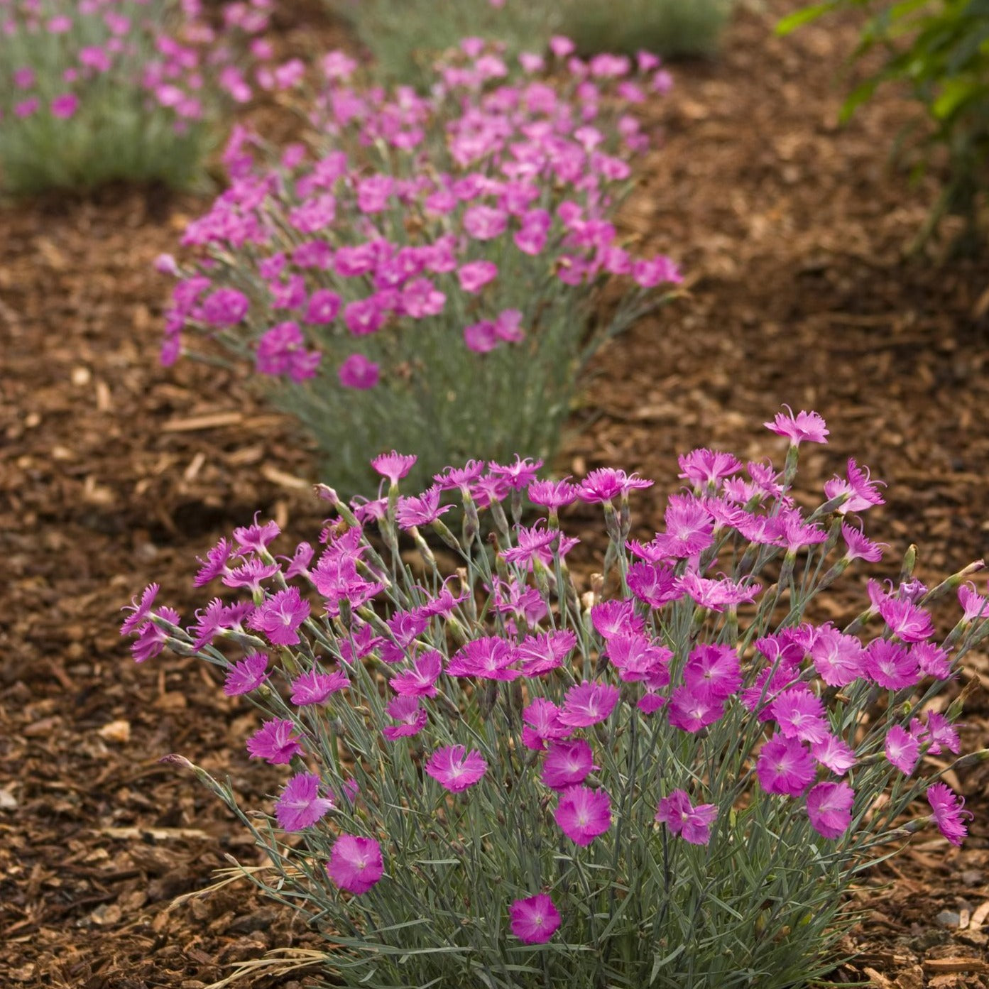 Dianthus Firewitch