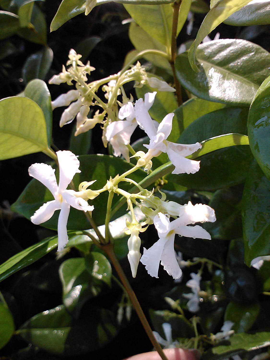 Jasmine Confederate， White Flower Shrub， Starter Plant， Gallon Pot