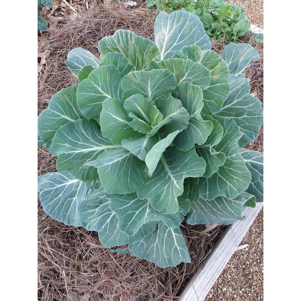 Bonnie Plants 1.19 qt. Georgia Hybrid Collards Greens Plant (6-Pack) 0022