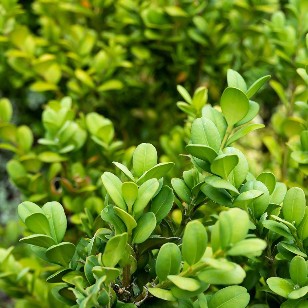 ALTMAN PLANTS 1 Gal. Japanese Boxwood Shrub Plant 0881281