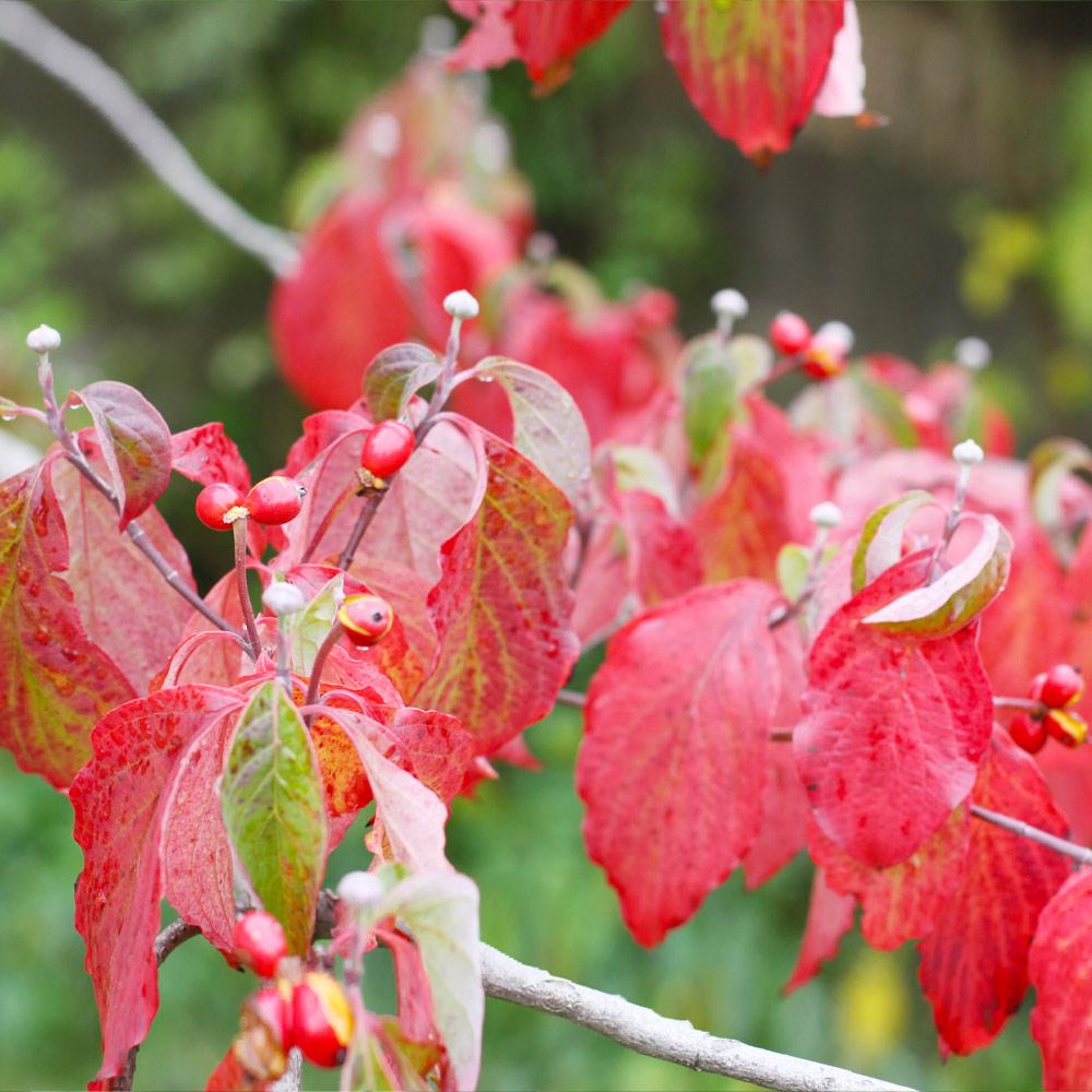 White Dogwood