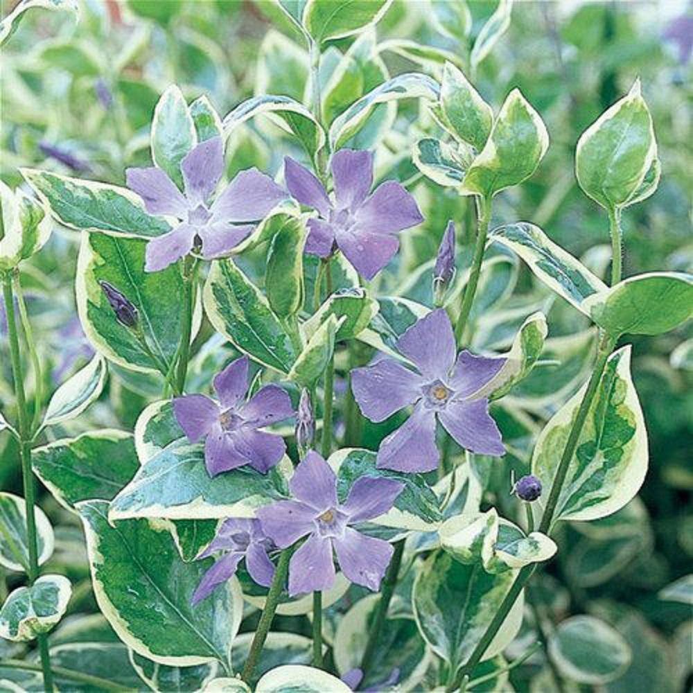 BELL NURSERY 4 in. Green Vinca Vine Live Flowering Perennial Groundcover Plant (6-Pack) VVINE4GRE6PK