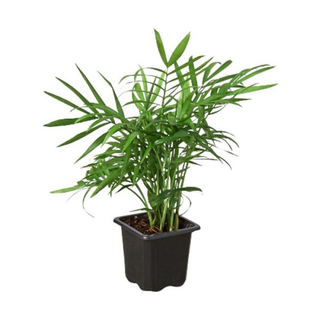 House Plant Dropship 3-PALM-PARLOR 3 in. Parlor Palm Pot