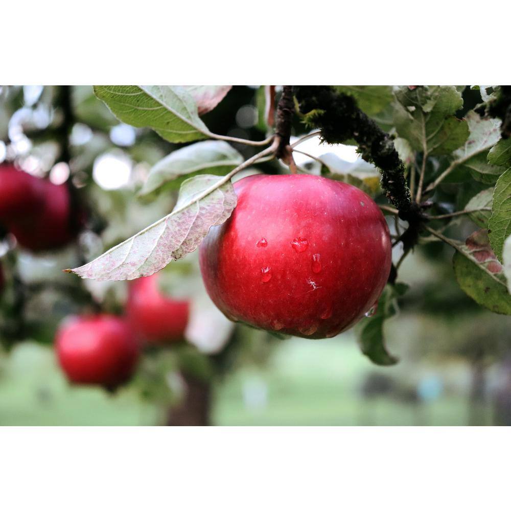 Apple Tree (Bare-Root 3 ft. to 4 ft. Tall 2-Years Old)