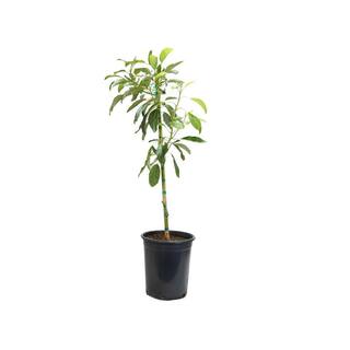 Alder  Oak 5?Container Hass Avocado Evergreen Tree AVOH05