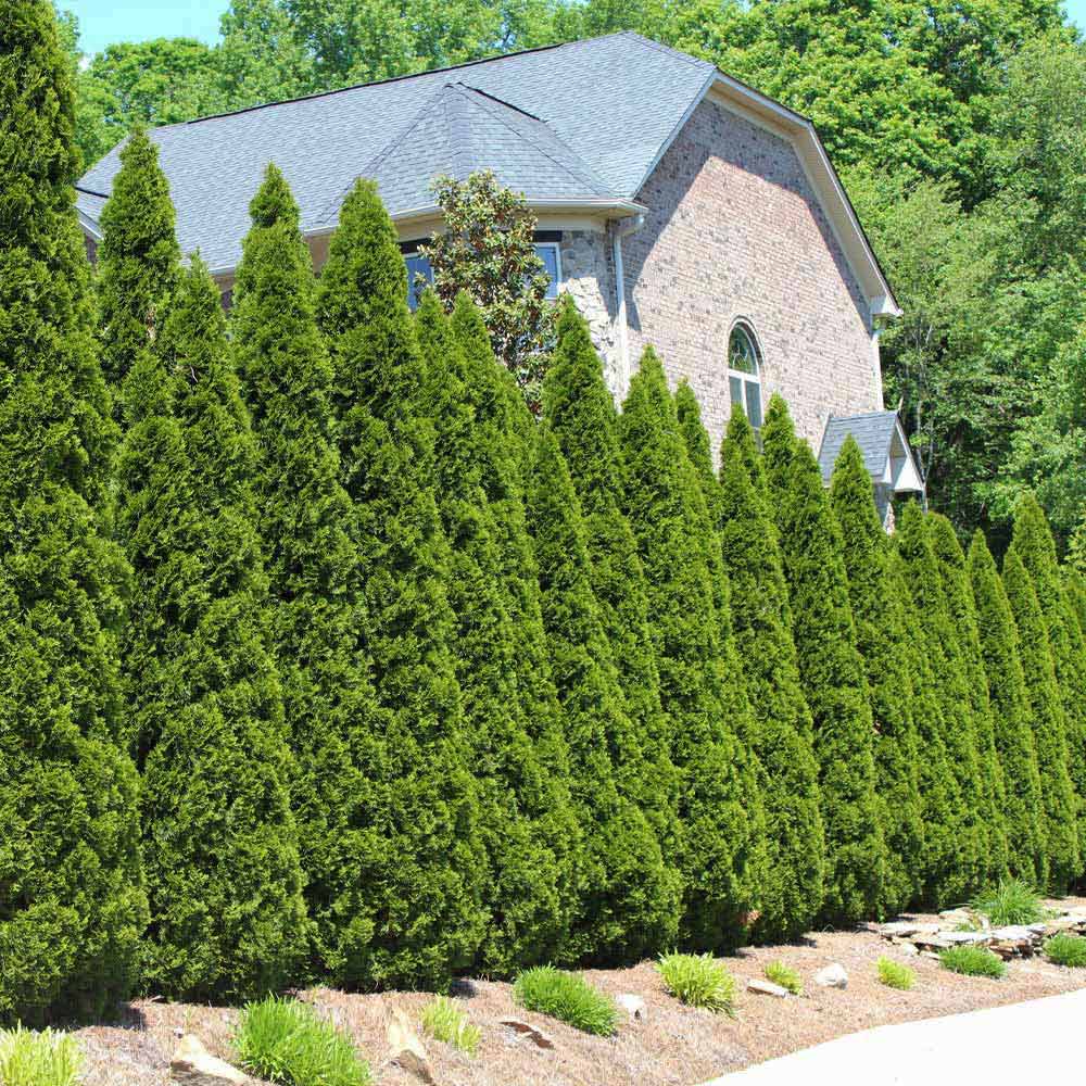 American Arborvitae