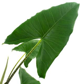 national PLANT NETWORK 10 In. Alocasia Zebrina Houseplant + in Grower Container